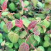 Cercidiphyllum japonicum 'JWW11' MAGMA - Katsura tree - Cercidiphyllum japonicum 'JWW11' MAGMA'