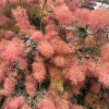 Cotinus coggygria 'Royal Purple' - perukowiec podolski - Cotinus coggygria 'Royal Purple'