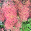 Cotinus coggygria 'Royal Purple' - perukowiec podolski - Cotinus coggygria 'Royal Purple'