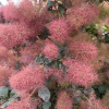 Cotinus coggygria 'Royal Purple' - perukowiec podolski - Cotinus coggygria 'Royal Purple'