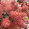 Cotinus coggygria 'Royal Purple' - perukowiec podolski - Cotinus coggygria 'Royal Purple'