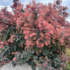 Cotinus coggygria 'Royal Purple' - perukowiec podolski - Cotinus coggygria 'Royal Purple'