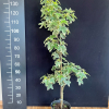 Liquidambar styraciflua 'Silver King' - ambrowiec balsamiczny - Liquidambar styraciflua 'Silver King'