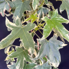 Liquidambar styraciflua 'Silver King' - ambrowiec balsamiczny - Liquidambar styraciflua 'Silver King'