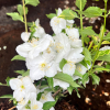 Philadelphus  'Innocence' -  Jaśminowiec - Philadelphus  'Innocence'