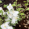 Philadelphus  'Innocence' -  Jaśminowiec - Philadelphus  'Innocence'