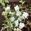 Philadelphus  'Innocence' -  Jaśminowiec - Philadelphus  'Innocence'