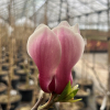 Bjuv - magnolia - Bjuv - Magnolia