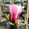 Bjuv - magnolia - Bjuv - Magnolia