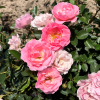 Jan - Bedding Rose - Jan - Rosa