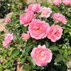 Jan - Bedding Rose - Jan - Rosa