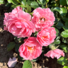 Jan - Bedding Rose - Jan - Rosa