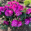 Ještěd PBR - różanecznik wielkokwiatowy - Rhododendron hybridum 'Ještěd' PBR