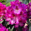 Ještěd PBR - różanecznik wielkokwiatowy - Rhododendron hybridum 'Ještěd' PBR