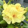 Kristian's Sunshine - różanecznik wielkokwiatowy - Rhododendron hybridum 'Kristian's Sunshine'