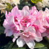 Kyllikki - różanecznik wielkokwiatowy - Rhododendron hybridum 'Kyllikki'