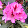 Danuta - różanecznik wielkokwiatowy - Rhododendron hybridum Danuta