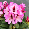 Danuta - różanecznik wielkokwiatowy - Rhododendron hybridum Danuta