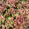 Leucothoe fontanesiana 'Rainbow' - kiścień wawrzynowy - Leucothoe fontanesiana'Rainbow'