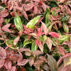 Leucothoe fontanesiana 'Rainbow' - kiścień wawrzynowy - Leucothoe fontanesiana'Rainbow'