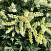 Pieris japonica 'Carnaval' - pieris japoński - Pieris japonica 'Carnaval'