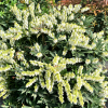 Pieris japonica 'Carnaval' - pieris japoński - Pieris japonica 'Carnaval'