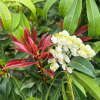 Pieris japonica 'Red Mill' - pieris japoński - Pieris japonica 'Red Mill'