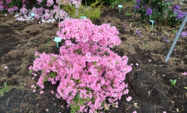 Ultawa - Japanese Azalea - Ultawa - Rhododendron