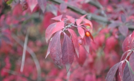 Euonymus alatus 'Compactus' - trzmielina oskrzydlona - Euonymus alatus 'Compactus'