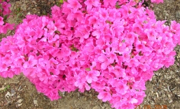 Madame van Hecke - Japanese Azalea - Madame van Hecke - Rhododendron