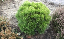 Pinus heldreichiis  'Schmidtii' -  Bosnian Pine - Pinus heldreichii 'Schmidtii'   ;  Pinus leucodermis