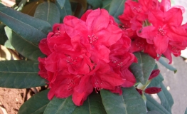 Red Impulse - Rhododendron hybrid - Red Impulse - Rhododendron hybridum