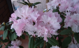 Tessa - Rhododendron - Tessa - Rhododendron