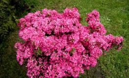 Anne Frank - Japanese azalea - Anne Frank - Rhododendron