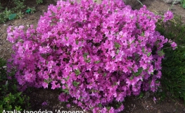 Amoena -  Japanese azalea - Amoena - Rhododendron