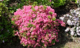 Kurume - Japanese azalea - Kurume - Rhododendron