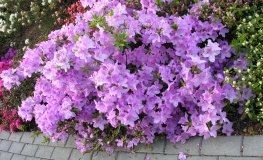 Ledikanense - Japanese azalea - Ledikanense - Rhododendron