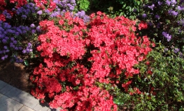 Stewartstonian - Japanese azalea - Stewartstonian - Rhododendron