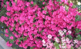 Torello - Japanese azalea - Torello - Rhododendron