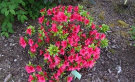 Vuyks Scarlet - Japanese Azalea - Vuyks Scarlet - Rhododendron