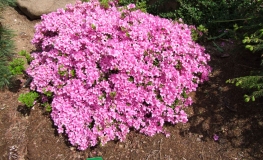 Sazava - Japanese Azalea - Sazava - Rhododendron