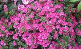 Noriko - Japanese Azalea - Noriko - Rhododendron