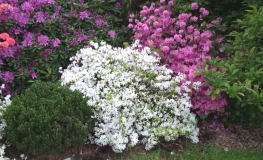 Alba  - Japanese azalea ; Azalea kiusianum - Alba - Rhododendron kiusianum ; Azalea kiusiana