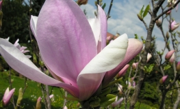 x soulangeana 'Pinkie' - Tulpen-Magnolie - Magnolia xsoulangeana 'Pinkie'