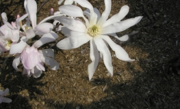 Rosea - Stern-Magnolie - Rosea - Magnolia stellata