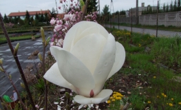 x soulangeana 'Lennei Alba' - Tulpen-Magnolie - Magnolia x soulangeana 'Lennei Alba'