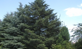 Picea koyamai - Koyama-Fichte - Picea koyamai