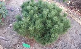 Pinus mugo 'Pal Maleter' - Mountain pine - Pinus mugo 'Pal Maleter'