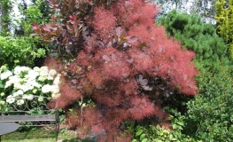 Cotinus coggygria 'Foliis Purpureis' -Smoketree - Cotinus coggygria 'Foliis Purpureis'  ;  Cotinus coggygria Rubrifolius Group