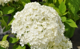 Hydrangea arborescens 'Annabelle' - hortensja drzewiasta ;hortensja krzewiasta ; hortensja krzaczasta - Hydrangea arborescens 'Annabelle'